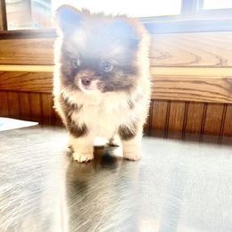 Chihuahua and Pomeranian Puppies from Lil'Fevre Chihuahuas