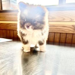 Chihuahua and Pomeranian Puppies from Lil'Fevre Chihuahuas