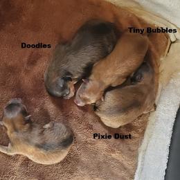 Doodles (AKC) - Orange sable male Pomeranian puppy in West Newton, Pennsylvania from Donna's Pomeranians