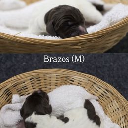 Brazos - Liver roan male German Shorthaired Pointer puppy in Albuquerque, Colorado from Trillium German Shorthaired Pointers