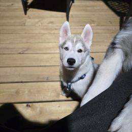 The Gray and White One - Black and white male Companion Cross puppy in Augusta, Maine from Alaskan Huskies of Maine