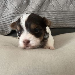 Yorkshire Terrier Puppies from Behrens_Beauties