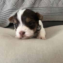 Yorkshire Terrier Puppies from Behrens_Beauties