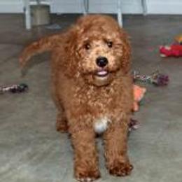 EASY - Red  male Goldendoodle puppy in Jasper, Indiana from Hilltop Pups By Abby, LLC
