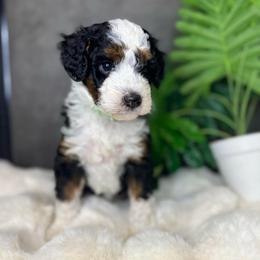 Mr. Green - Black tri-color male Aussiedoodle puppy in San Antonio, Texas from Lovable Doodles SA
