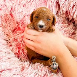 Mr Blue - Red  male Goldendoodle puppy in Kissimmee, Florida from Poodle Doodle Kennels