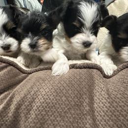 Biewer Terrier Puppies from Lozado’s Biewers