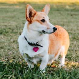 Ruby - American Corgi