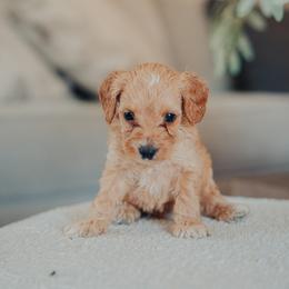 Green Boy - Red male Cavapoo puppy in Mckinney, Texas from Doodles of North Tx