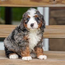 Johnson - Merle male Bernedoodle puppy in Dundee, Ohio from Down Home Doodle