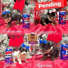 Shih Tzu, Yorkipoo, and Yorkshire Terrier Puppies from Noir Luxe Litters of NJ