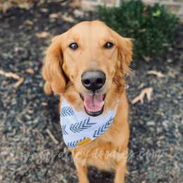 Harvie - Goldendoodle