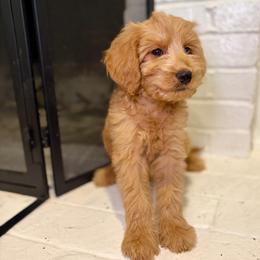 F1B Goldendoodle Surfer - Red  male Goldendoodle puppy in Redding, California from Casa Delarosa Collective Poodles & Doodles