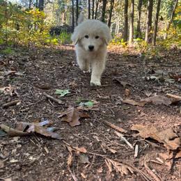 Lionheart - Grey collar boy - White male Maremma Sheepdog puppy in Kalamazoo, Michigan from Wild at Farm