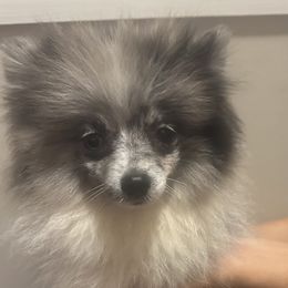 Pomeranian puppies from Brandi’s Pomeranians
