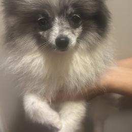 Pomeranian puppies from Brandi’s Pomeranians