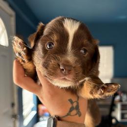 Female 2 - Red tri-color female Australian Shepherd puppy in Lubbock, Texas from REKN’ Kennel Aussies