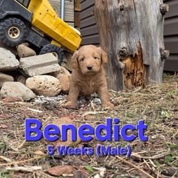 Benedict - Red male Labradoodle puppy in Genoa City, Wisconsin from Sakura Pups