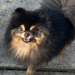 Walter - Pomeranian