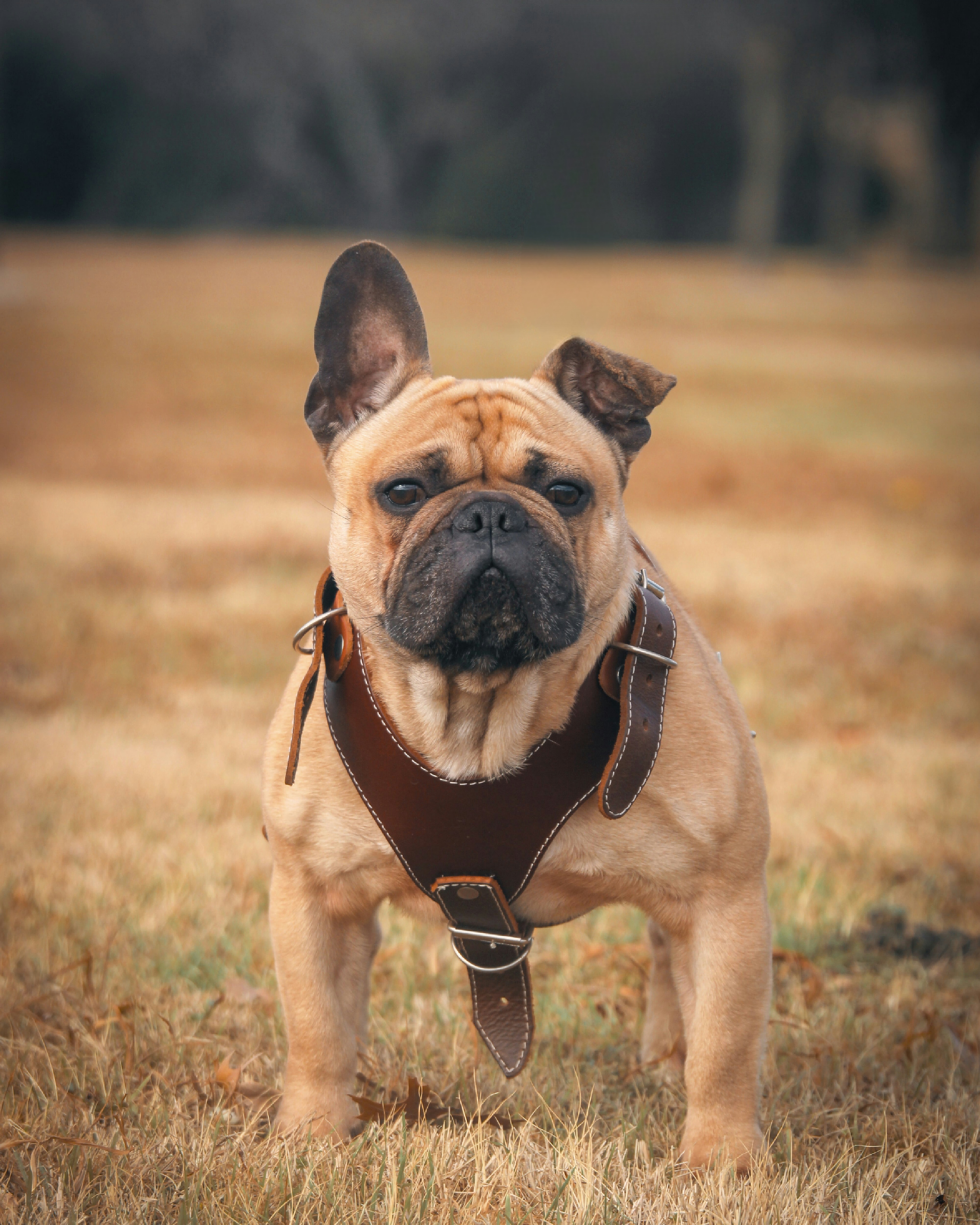 Bueax - French Bulldog