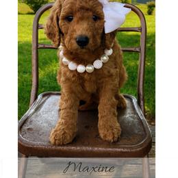Maxine - Red  female Goldendoodle puppy in State Road, North Carolina from Must Love Doodles