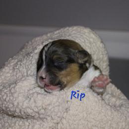 Rip - Sable male Pembroke Welsh Corgi puppy in Purcellville, Virginia from Rhone River Farm Pembroke Welsh Corgis