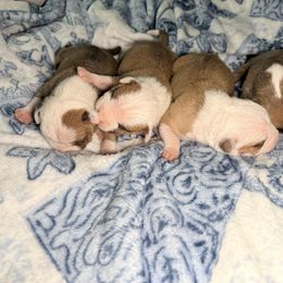 Girl4 - Red female American Staffordshire Terrier puppy in Georgia from Ynez Kennels