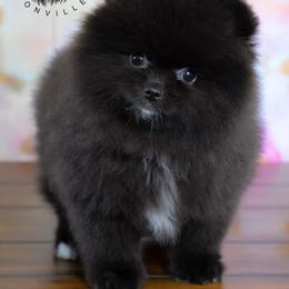 Storm - Black female Pomeranian puppy in Fultonville, New York from Sandy Aussies & Pomeranians