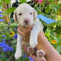 Annabel- dark pink - Cream female Goldendoodle puppy in Carlton, Minnesota from Lakeside Doodles MN