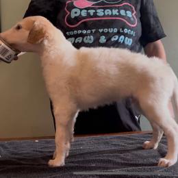 Boy 2 - male Borzoi puppy in Des Moines, Iowa from Luxor Borzoi