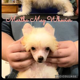 Chinese Crested and Poodle Puppies from Ariella Standard Poodles & Chinese Cresteds