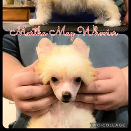 Chinese Crested and Poodle Puppies from Ariella Standard Poodles & Chinese Cresteds