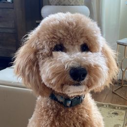 Frankie - Goldendoodle