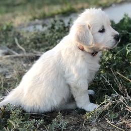 Golden Retriever Puppies from Brightside Goldens