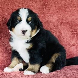 Black Collar Male - Black rust and white male Bernese Mountain Dog puppy in Bristol, Tennessee from Holston Hollow Farm