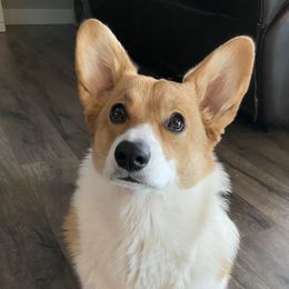 Bella - Pembroke Welsh Corgi