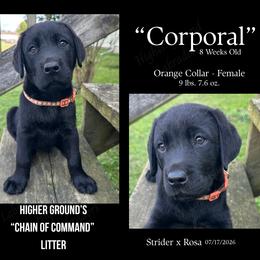 Corporal Orange - Black female Labrador Retriever puppy in Eaton Rapids, Michigan from Higher Ground Labradors
