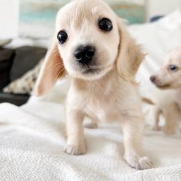 Sporty - Cream female Dachshund puppy in Sebring, Florida from Mini Weenies