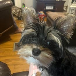 Tucker - Yorkshire Terrier