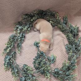 Orange Male - Yellow male Labrador Retriever puppy in Briggsdale, Colorado from LC Hunting Labs, LLC.