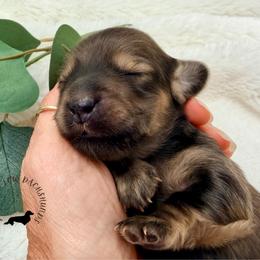Shaded Cream - Cream female Dachshund puppy in Nampa, Idaho from Long_and_Low_Dachshunds