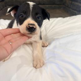 Grizz - Black and white male Border Collie puppy in Taylor, Arizona from Vowell Farm Border Collies