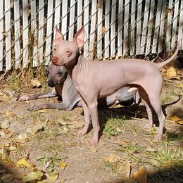 Finn - American Hairless Terrier