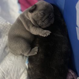 French Bulldog puppies from Dawgie Empire