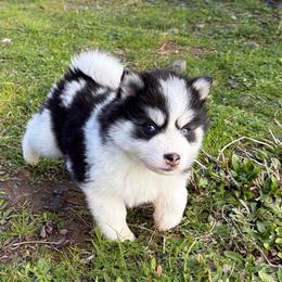 Joy - Black and white female Pomsky puppy in Mc Minnville, Oregon from West Coast Pomskies