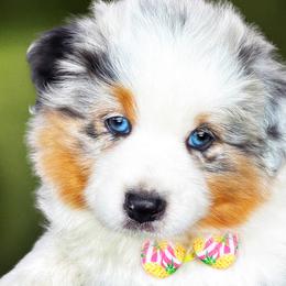 Australian Shepherds from Von Struve Australian Shepherds