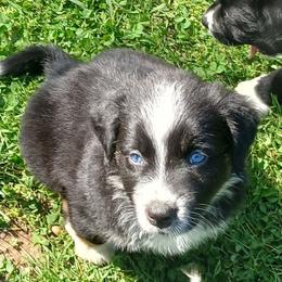 Sven - Black - Boy - Black tri-color male Australian Shepherd puppy in Charlotte, North Carolina from Tranquility Trail Aussies