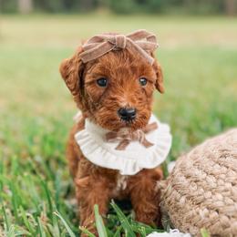 Marfa - Red  female Goldendoodle puppy in Iola, Texas from Supreme Doodles of Texas