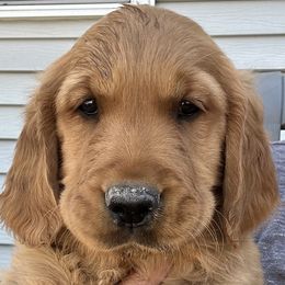 Foggy - Dark golden Golden Retriever puppy in Bear River Cy, Utah from Blue Creek Retrievers
