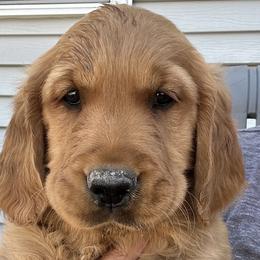 Foggy - Dark golden Golden Retriever puppy in Bear River Cy, Utah from Blue Creek Retrievers